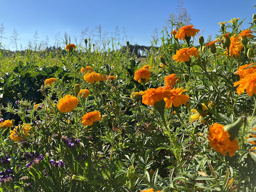 Bright orange marigolds and other flowers growing in a dry‑farmed demonstration plot under a clear blue sky.