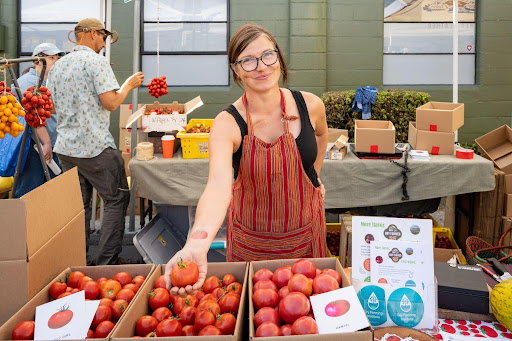 Person at a market-style table offering a dry‑farmed tomato sample, with boxes of tomatoes and outreach materials displayed in front.