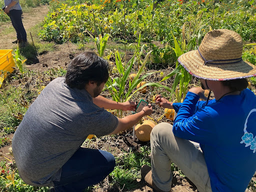 Two people kneeling in a crop row at a field day, checking a soil moisture sensor among corn and squash plants.