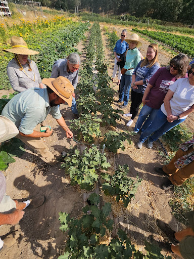 Facilitator kneeling in a vegetable row to read a soil moisture sensor while a group of field day participants watches along the bed.