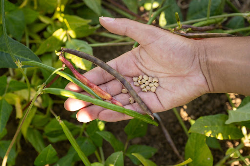 Hand holding dry‑farmed cowpea pods and loose beans over a green, leafy field.