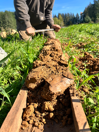 Alt text: Person using a soil auger to pull a long soil core from a dry farm field, illustrating hands-on sensory soil assessment with green cover crops and trees in the background.