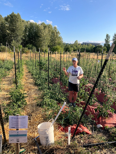 Farmer in summer tomato trial using mulch and soil moisture tools to improve water resilience at a Pacific Northwest vegetable field.