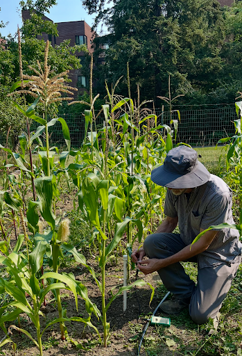 Grower kneeling in a corn plot using a soil moisture sensor to check irrigation needs at a university teaching farm.