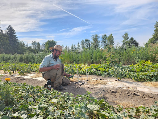 Farmer kneeling beside paper‑mulched crop rows while checking a soil moisture sensor in a diversified vegetable field.