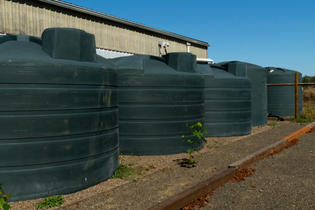 Several large black plastic rainwater tanks line the side of a long barn, capturing roof runoff for on‑farm water storage at Tel-tvm’ (Siletz Tribal Farm). The tanks sit on a gravel and concrete pad beside a dry driveway, with a few small plants at their base, illustrating an example of farm-scale rainwater collection infrastructure that supports water resilience during the dry season.